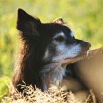 benefits of live in care