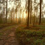 end of life pathway