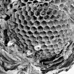 What is osteoporosis?